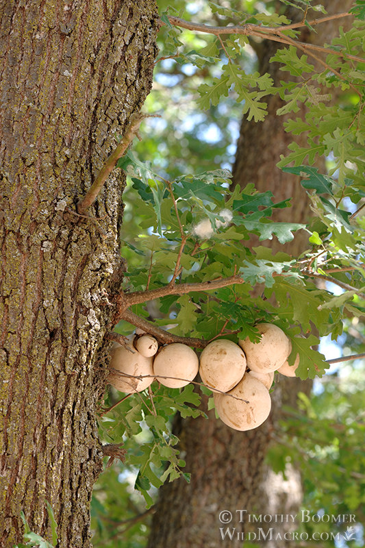 California gall wasp (Andricus quercuscalifornicus). Effie Yeaw Nature Center, Sacramento County, California, USA. Stock Photo ID=GAL0106 California gall wasp (Andricus quercuscalifornicus). Effie Yeaw Nature Center, Sacramento County, California, USA. Stock Photo ID=GAL0106