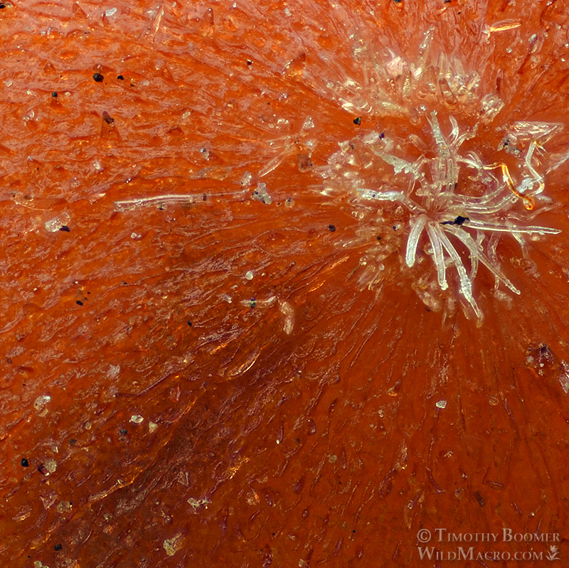 California jumping gall wasp (Neuroterus saltatorius), highly detailed close-up of a single gall on valley oak (Quercus lobata). Solano county, California, USA. Stock Photo ID=GAL0104crop California jumping gall wasp (Neuroterus saltatorius), highly detailed close-up of a single gall on valley oak (Quercus lobata). Solano county, California, USA. Stock Photo ID=GAL0104crop