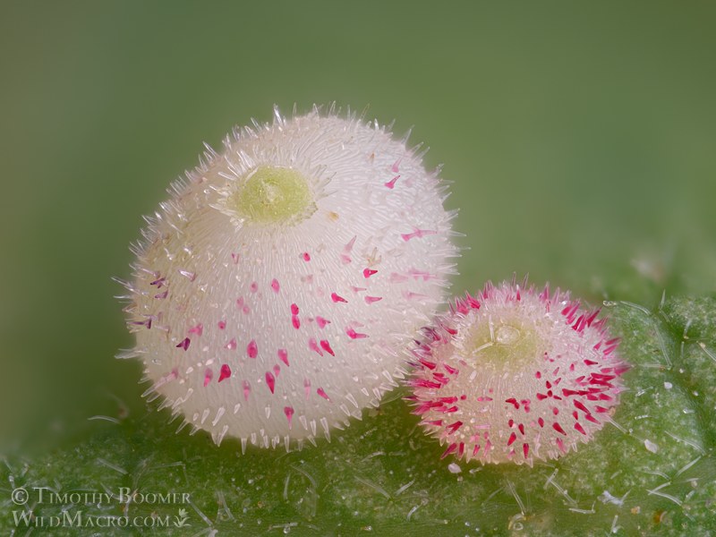 California jumping gall wasp (Neuroterus saltatorius), galls on valley oak (Quercus lobata). Solano county, California, USA. Stock Photo ID=GAL0127