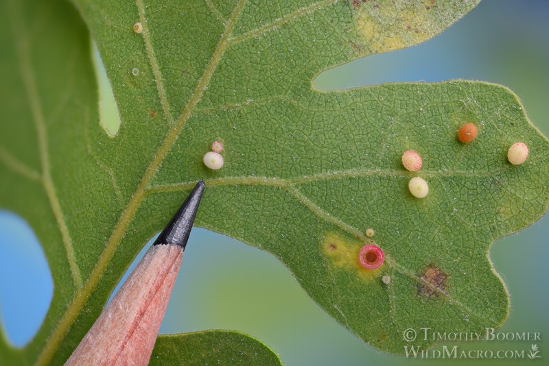 California jumping gall wasp (Neuroterus saltatorius), galls shown with #2 pencil for scale. Solano county, California, USA. Stock Photo ID=GAL0128