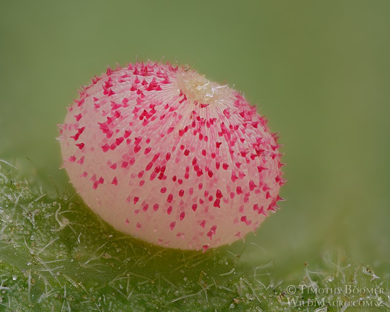 California jumping gall wasp (Neuroterus saltatorius), gall on valley oak (Quercus lobata). Solano county, California, USA. Stock Photo ID=GAL0130
