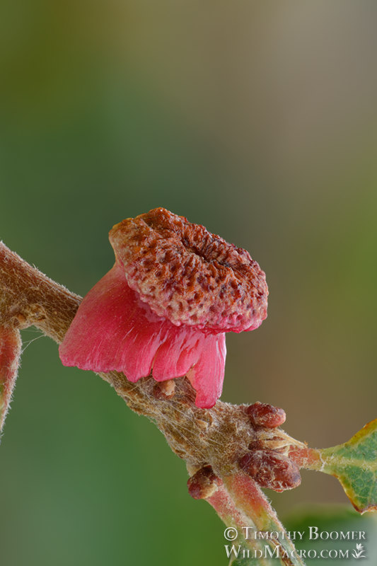 Clasping twig gall wasp (Disholcaspis prehensa), fresh gall on California scrub oak (Quercus berberidifolia). Focus-stacked composite. Stebbins Cold Canyon Reserve, Solano County, California, USA. Stock Photo ID=GAL0066 Clasping twig gall wasp (Disholcaspis prehensa), fresh gall on California scrub oak (Quercus berberidifolia). Focus-stacked composite. Stebbins Cold Canyon Reserve, Solano County, California, USA. Stock Photo ID=GAL0066