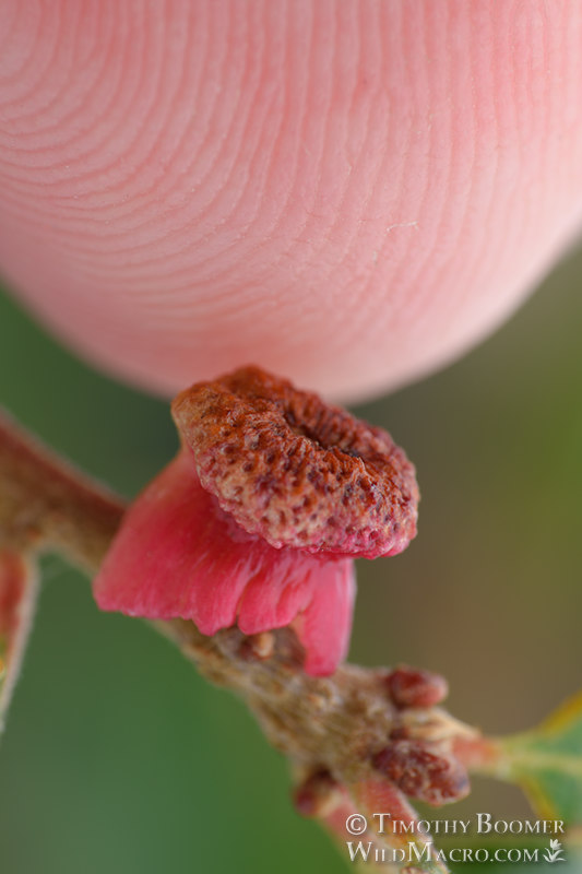 Clasping twig gall wasp (Disholcaspis prehensa). Stebbins Cold Canyon Reserve, Solano County, California, USA. Stock Photo ID=GAL0066scale Clasping twig gall wasp (Disholcaspis prehensa). Stebbins Cold Canyon Reserve, Solano County, California, USA. Stock Photo ID=GAL0066scale
