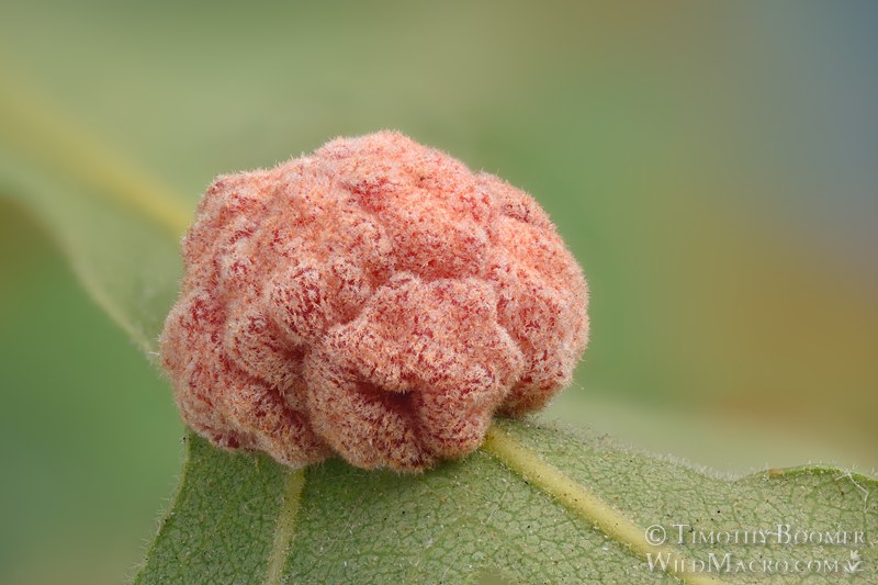 Convoluted gall wasp (Andricus confertus). Vacaville, Solano County, California, USA. Stock Photo ID=GAL0134