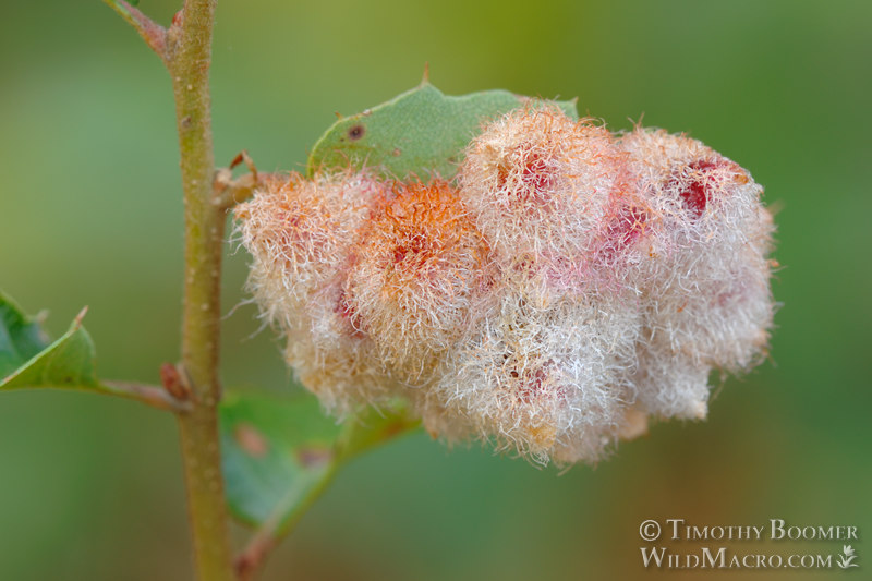 Crystalline gall wasp (Feron crystallinum) on California scrub oak (Quercus berberidifolia). Stebbins Cold Canyon Reserve, Solano County, California, USA. Stock Photo ID=GAL0031 Crystalline gall wasp (Feron crystallinum) on California scrub oak (Quercus berberidifolia). Stebbins Cold Canyon Reserve, Solano County, California, USA. Stock Photo ID=GAL0031