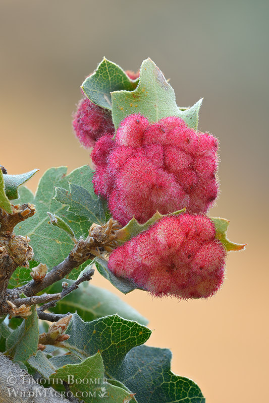 Crystalline gall wasp (Feron crystallinum). Vacaville, Solano County, California, USA. Stock Photo ID=GAL0116 Crystalline gall wasp (Feron crystallinum). Vacaville, Solano County, California, USA. Stock Photo ID=GAL0116