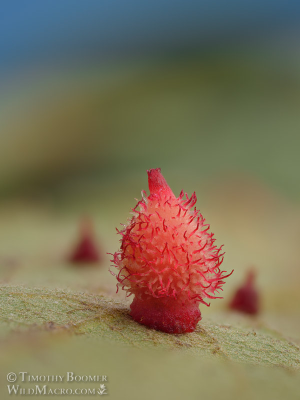 Crystalline gall wasp (Feron crystallinum). Vacaville, Solano County, California, USA. Stock Photo ID=GAL0124 Crystalline gall wasp (Feron crystallinum). Vacaville, Solano County, California, USA. Stock Photo ID=GAL0124