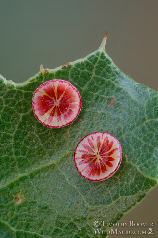 Disc gall wasp (Feron parmula) galls on California scrub oak. Stebbins Cold Canyon Reserve, Solano County, California, USA. Stock Photo ID=GAL0065 Disc gall wasp (Feron parmula) galls on California scrub oak. Stebbins Cold Canyon Reserve, Solano County, California, USA. Stock Photo ID=GAL0065