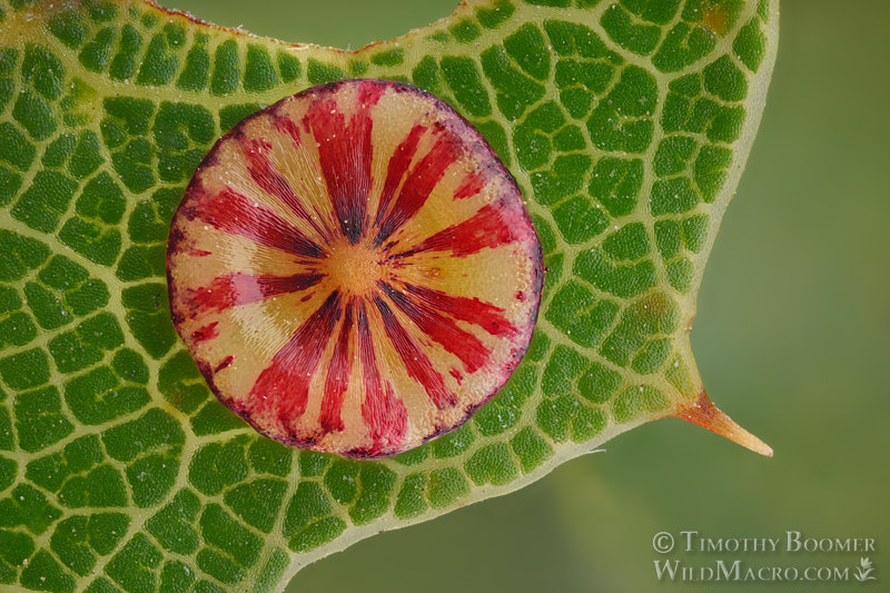 Disc gall wasp (Feron parmula) gall on California scrub oak. Lake Berryessa, Napa County, California, USA. Stock Photo ID=GAL0110 Disc gall wasp (Feron parmula) gall on California scrub oak. Lake Berryessa, Napa County, California, USA. Stock Photo ID=GAL0110
