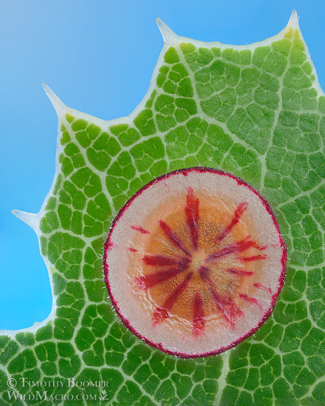 Disc gall wasp (Feron parmula) gall on California scrub oak. Lake Berryessa, Napa County, California, USA. Stock Photo ID=GAL0112 Disc gall wasp (Feron parmula) gall on California scrub oak. Lake Berryessa, Napa County, California, USA. Stock Photo ID=GAL0112