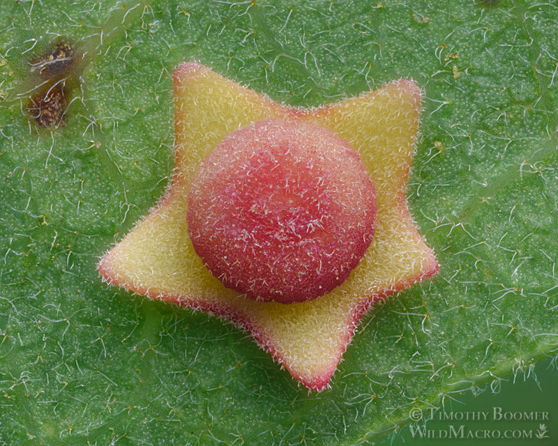 Flange gall induced by undescribed or unknown cynipid wasp. Vacaville, Solano County, California, USA. Stock Photo ID=GAL0120 Flange gall induced by undescribed or unknown cynipid wasp. Vacaville, Solano County, California, USA. Stock Photo ID=GAL0120