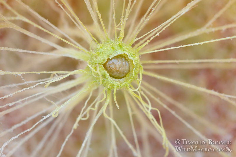 Golden oak apple gall wasp (Andricus vaccinifoliae) gall cross section, extreme close up. El Dorado County, CA. Stock Photo ID=GAL0045 Golden oak apple gall wasp (Andricus vaccinifoliae) gall cross section, extreme close up. El Dorado County, CA. Stock Photo ID=GAL0045