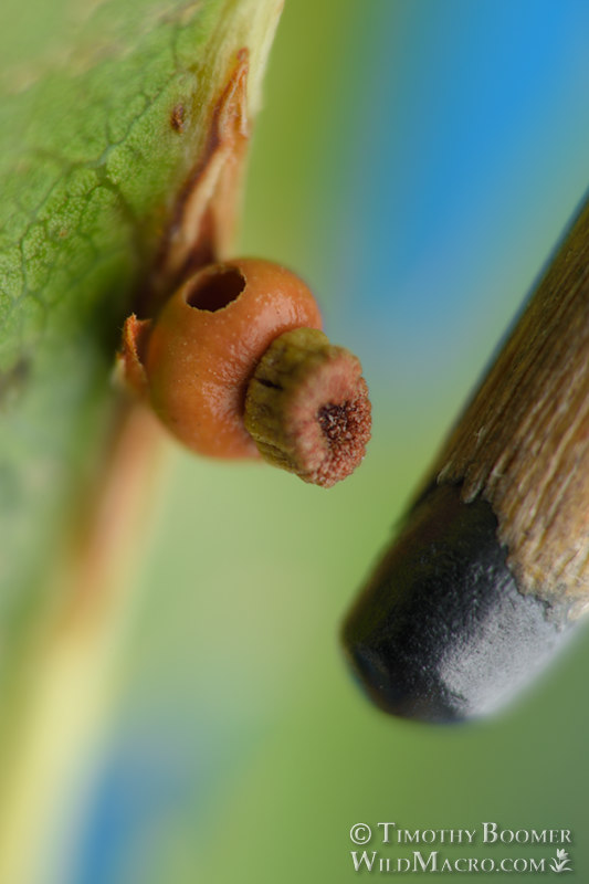 Kernel flower gall wasp (Callirhytis serricornis). Lake Berryessa, Napa County, California, USA. Stock Photo ID=GAL0073scale Kernel flower gall wasp (Callirhytis serricornis). Lake Berryessa, Napa County, California, USA. Stock Photo ID=GAL0073scale