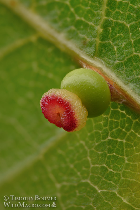 Kernel flower gall wasp (Callirhytis serricornis). Vacaville Open Space Preserve, Solano County, California, USA. Stock Photo ID=GAL0091 Kernel flower gall wasp (Callirhytis serricornis). Vacaville Open Space Preserve, Solano County, California, USA. Stock Photo ID=GAL0091