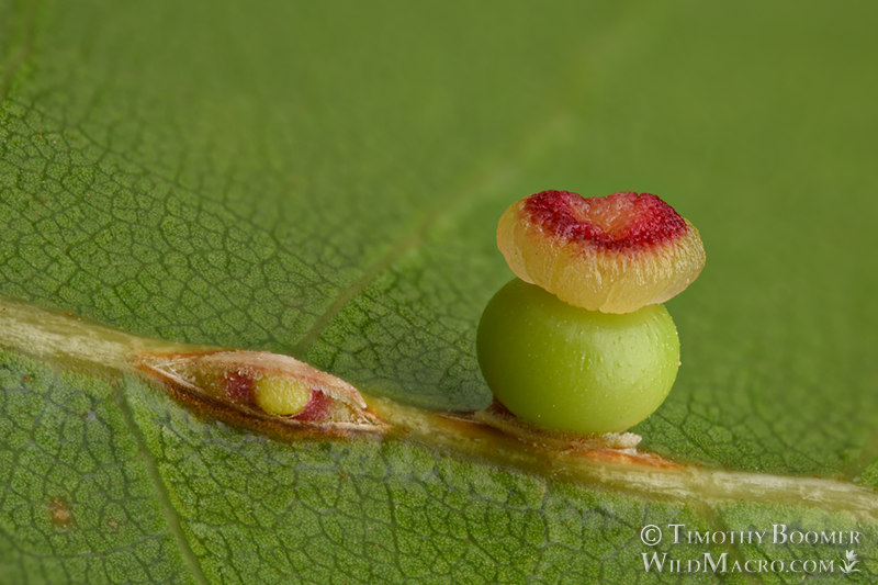 Kernel flower gall wasp (Callirhytis serricornis). Vacaville Open Space Preserve, Solano County, California, USA. Stock Photo ID=GAL0092 Kernel flower gall wasp (Callirhytis serricornis). Vacaville Open Space Preserve, Solano County, California, USA. Stock Photo ID=GAL0092
