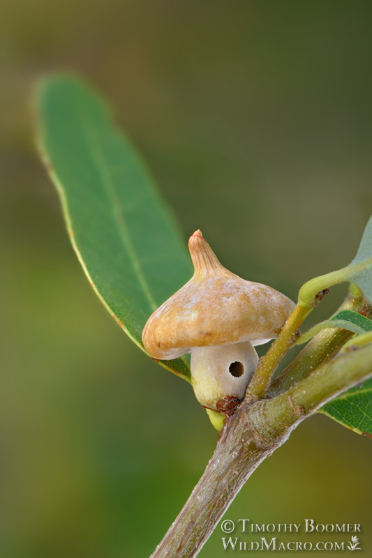 Gall induced by the mushroom gall wasp (Heteroecus sanctaeclarae).  Tahoe National Forest, El Dorado County, California, USA. Stock Photo ID=GAL0052