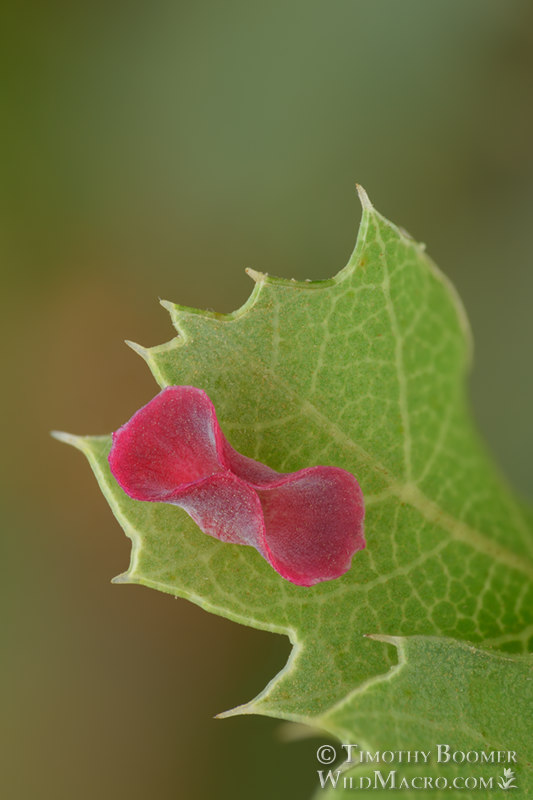 Pink bow tie gall wasp (Feron izabellae). Stebbins Cold Canyon Reserve, Solano County, California, USA. Stock Photo ID=GAL00059 Pink bow tie gall wasp (Feron izabellae). Stebbins Cold Canyon Reserve, Solano County, California, USA. Stock Photo ID=GAL00059