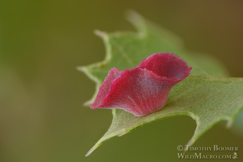 Pink bow tie gall wasp (Feron izabellae). Stebbins Cold Canyon Reserve, Solano County, California, USA. Stock Photo ID=GAL00060 Pink bow tie gall wasp (Feron izabellae). Stebbins Cold Canyon Reserve, Solano County, California, USA. Stock Photo ID=GAL00060