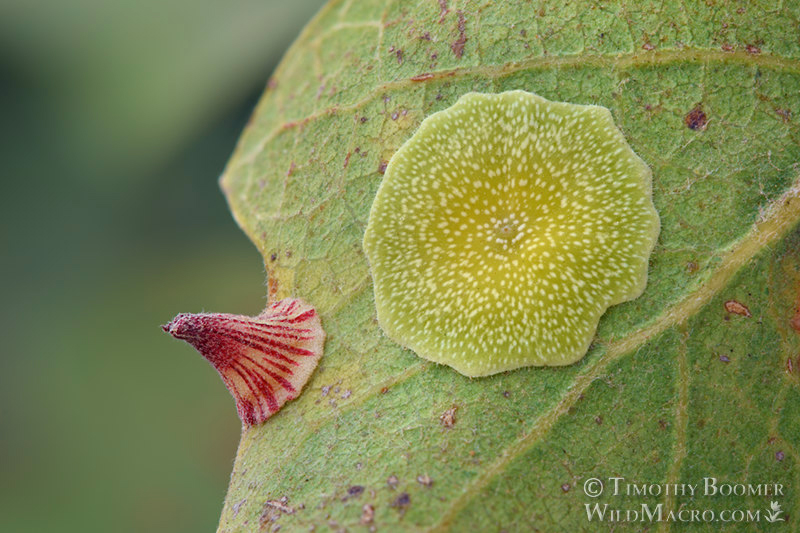 Plate gall wasp (Feron pattersonae) and striped volcano gall wasp (Feron atrimentum). Vacaville, Solano County, California, USA. Stock Photo ID=GAL00067 Plate gall wasp (Feron pattersonae) and striped volcano gall wasp (Feron atrimentum). Vacaville, Solano County, California, USA. Stock Photo ID=GAL00067