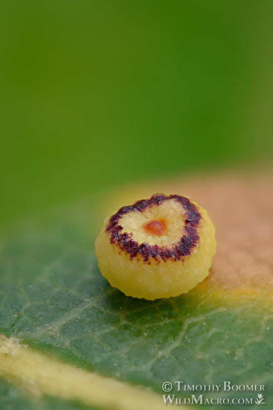 Pumpkin gall wasp (Dryocosmus minusculus).  Lake Berryessa, Napa county, California, USA. Stock Photo ID=GAL0074