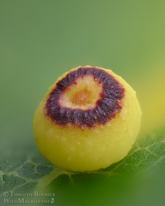 Pumpkin gall wasp (Dryocosmus minusculus).  Vacaville, Solano County, California, USA. Stock Photo ID=GAL0118