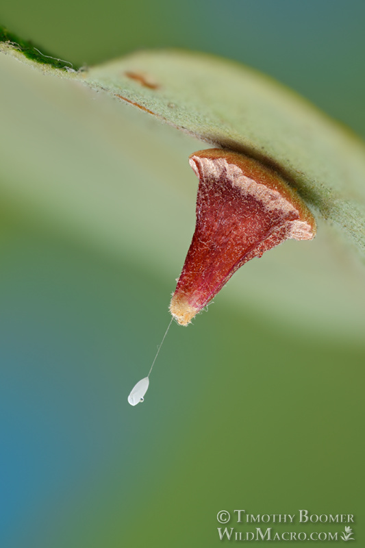 Red cone gall wasp (Feron kingi) gall and lacewing egg. Vacaville, Solano County, County, California, USA. Stock Photo ID=GAL00068 Red cone gall wasp (Feron kingi) gall and lacewing egg. Vacaville, Solano County, County, California, USA. Stock Photo ID=GAL00068