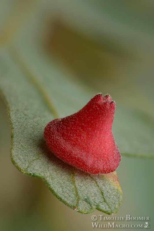 Red cone gall wasp (Feron kingi), gall on valley oak (Quercus lobata). Vacaville, Solano County, County, California, USA. Stock Photo ID=GAL0095 Red cone gall wasp (Feron kingi), gall on valley oak (Quercus lobata). Vacaville, Solano County, County, California, USA. Stock Photo ID=GAL0095