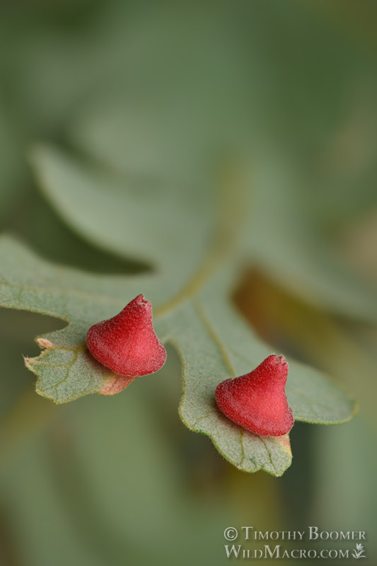 Red cone gall wasp (Feron kingi), galls on valley oak (Quercus lobata). Vacaville, Solano County, County, California, USA. Stock Photo ID=GAL0096 Red cone gall wasp (Feron kingi), galls on valley oak (Quercus lobata). Vacaville, Solano County, County, California, USA. Stock Photo ID=GAL0096