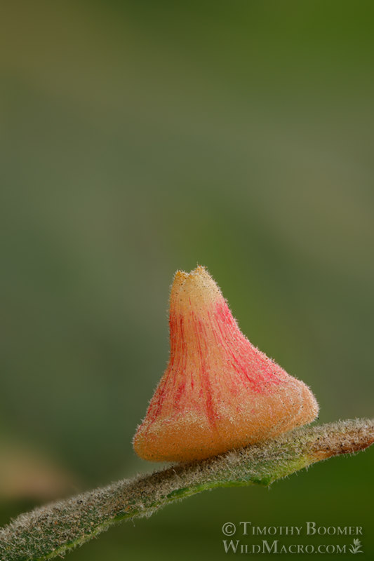 Red cone gall wasp (Feron kingi), gall on valley oak (Quercus lobata). Vacaville, Solano County, County, California, USA. Stock Photo ID=GAL0097 Red cone gall wasp (Feron kingi), gall on valley oak (Quercus lobata). Vacaville, Solano County, County, California, USA. Stock Photo ID=GAL0097