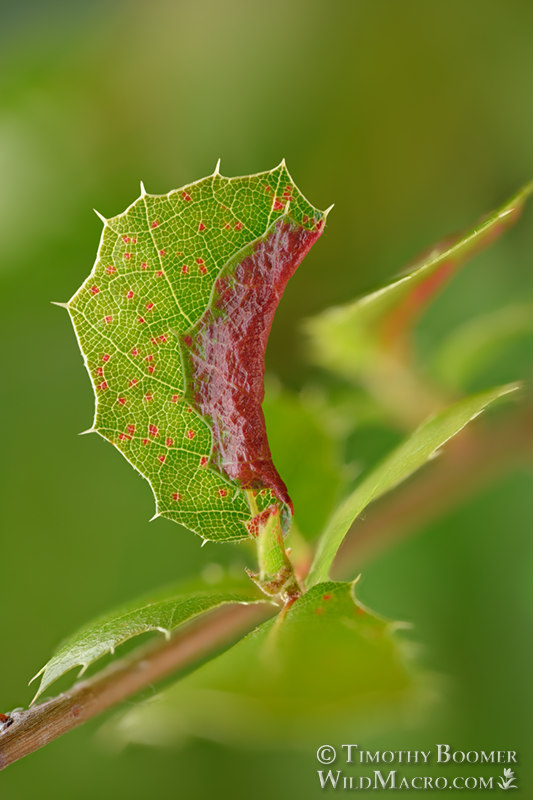 Red fold gall aphid (undescribed Aphididae).  Solano County, California, USA. Stock Photo ID=GAL0089