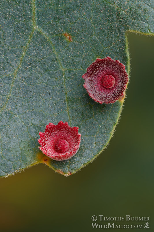 Galls induced by the saucer gall wasp (Feron gigas). Vacaville, Solano County, County, California, USA. Stock Photo ID=GAL0055 Galls induced by the saucer gall wasp (Feron gigas). Vacaville, Solano County, County, California, USA. Stock Photo ID=GAL0055