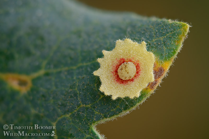 Saucer gall wasp (Feron gigas). Vacaville, Solano County, County, California, USA. Stock Photo ID=GAL00078 Saucer gall wasp (Feron gigas). Vacaville, Solano County, County, California, USA. Stock Photo ID=GAL00075