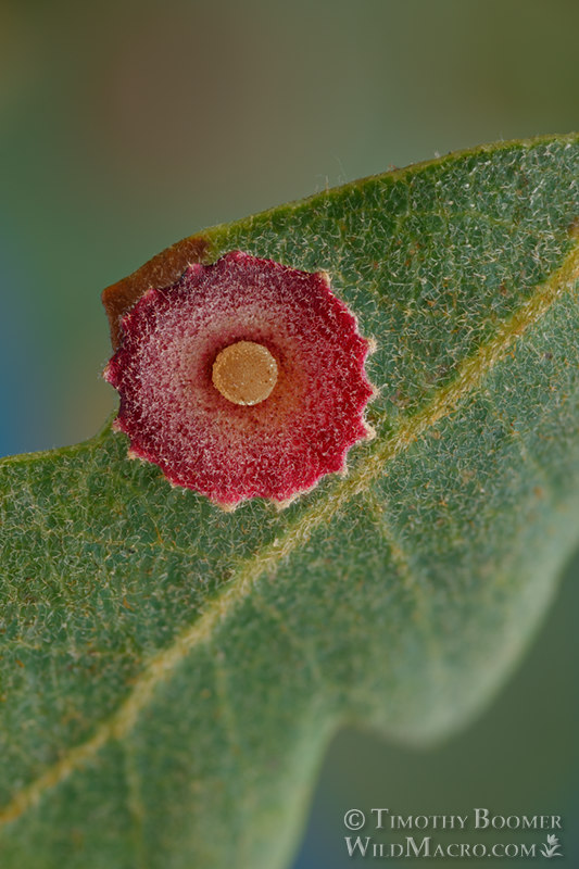 Saucer gall wasp (Feron gigas). Vacaville, Solano County, County, California, USA. Stock Photo ID=GAL00094 Saucer gall wasp (Feron gigas). Vacaville, Solano County, County, California, USA. Stock Photo ID=GAL00094
