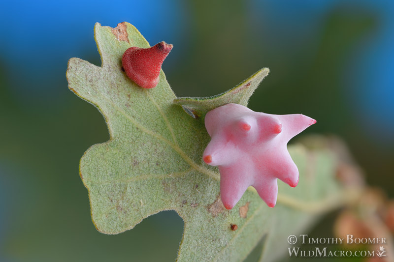 Spined turban gall wasp (Cynips douglasii), shown with red cone gall wasp (Andricus kingi).  Vacaville, Solano County, California, USA. Stock Photo ID=GAL0069