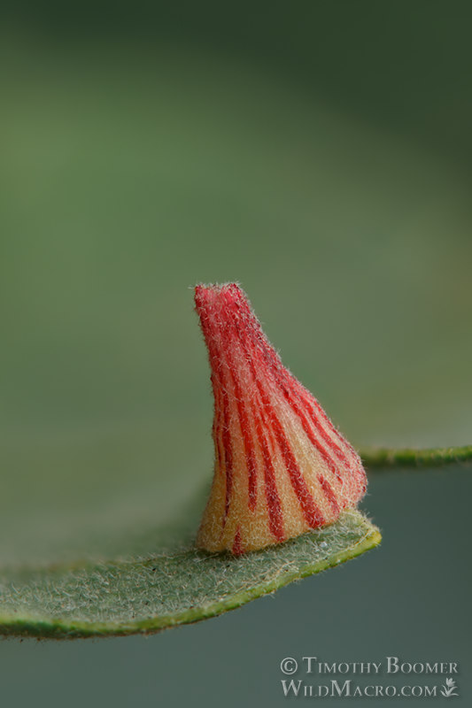 Striped volcano gall wasp (Feron atrimentum). Vacaville, Solano County, California, USA. Stock Photo ID=GAL0053 Striped volcano gall wasp (Feron atrimentum). Vacaville, Solano County, California, USA. Stock Photo ID=GAL0053