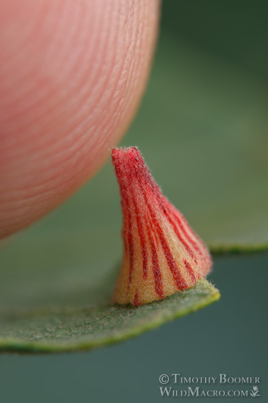 Striped volcano gall wasp (Feron atrimentum). Vacaville, Solano County, California, USA. Stock Photo ID=GAL0054 Striped volcano gall wasp (Feron atrimentum). Vacaville, Solano County, California, USA. Stock Photo ID=GAL0054