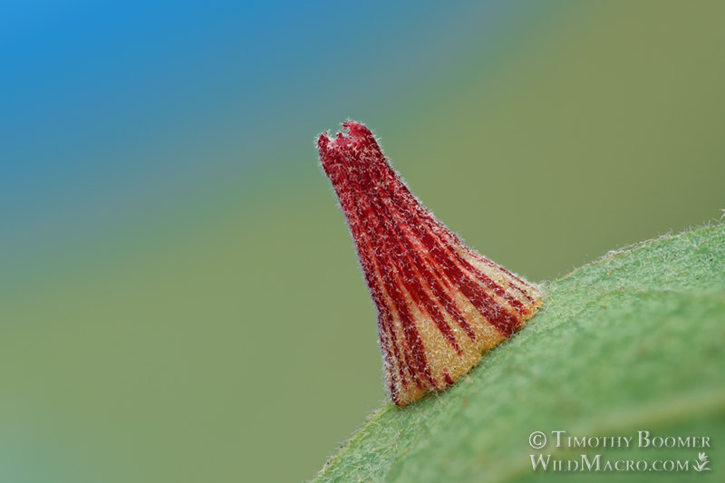 Striped volcano gall wasp (Feron atrimentum). Vacaville, Solano County, California, USA. Stock Photo ID=GAL0057 Striped volcano gall wasp (Feron atrimentum). Vacaville, Solano County, California, USA. Stock Photo ID=GAL0057
