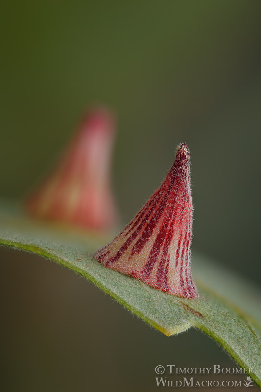 Striped volcano gall wasp (Feron atrimentum). Vacaville, Solano County, California, USA. Stock Photo ID=GAL0093 Striped volcano gall wasp (Feron atrimentum). Vacaville, Solano County, California, USA. Stock Photo ID=GAL0093