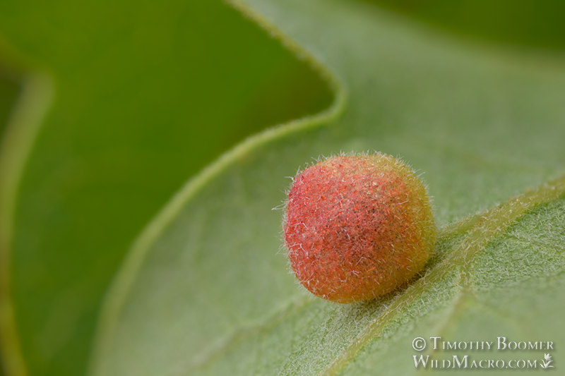 Striped volcano gall wasp (Feron atrimentum), spring generation gall. Vacaville, Solano County, California, USA. Stock Photo ID=GAL0082 Striped volcano gall wasp (Feron atrimentum), spring generation gall. Vacaville, Solano County, California, USA. Stock Photo ID=GAL0082