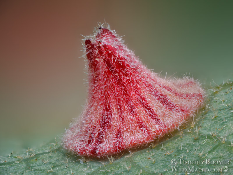 Striped volcano gall wasp (Feron atrimentum). Vacaville, Solano County, California, USA. Stock Photo ID=GAL0114 Striped volcano gall wasp (Feron atrimentum). Vacaville, Solano County, California, USA. Stock Photo ID=GAL0114