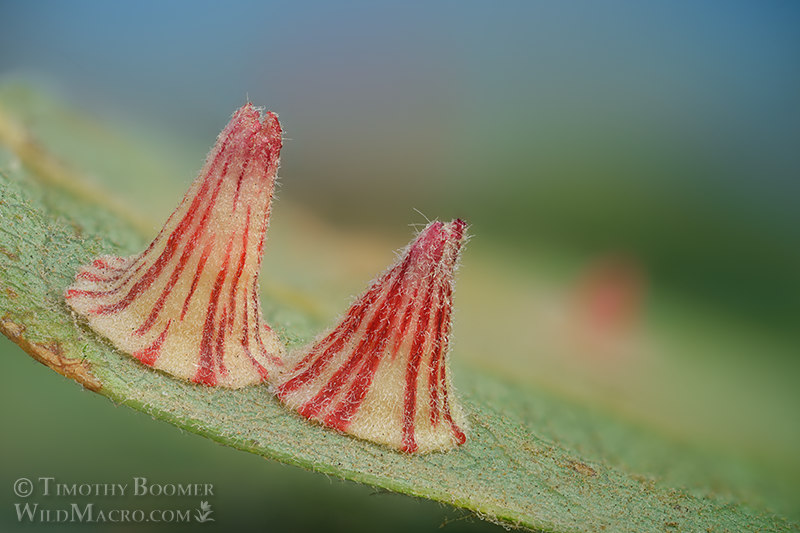 Striped volcano gall wasp (Feron atrimentum). Vacaville, Solano County, California, USA. Stock Photo ID=GAL0126 Striped volcano gall wasp (Feron atrimentum). Vacaville, Solano County, California, USA. Stock Photo ID=GAL0126