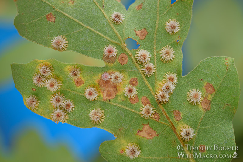 Sunburst gall wasp (Feron stellare). Sonoma County, California, USA. Stock Photo ID=GAL0061 Sunburst gall wasp (Feron stellare). Sonoma County, California, USA. Stock Photo ID=GAL0061