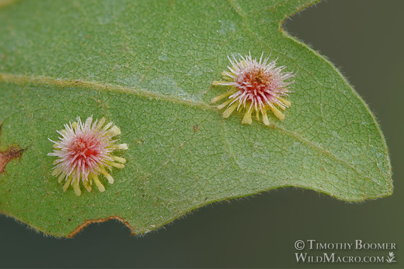 Sunburst gall wasp (Feron stellare). Sonoma County, California, USA. Stock Photo ID=GAL0062 Sunburst gall wasp (Feron stellare). Sonoma County, California, USA. Stock Photo ID=GAL0062