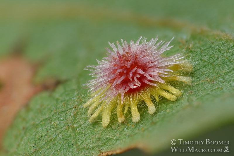 Sunburst gall wasp (Feron stellare), gall on Oregon oak (Quercus garryana). Sonoma County, California, USA. Stock Photo ID=GAL0063 Sunburst gall wasp (Feron stellare), gall on Oregon oak (Quercus garryana). Sonoma County, California, USA. Stock Photo ID=GAL0063