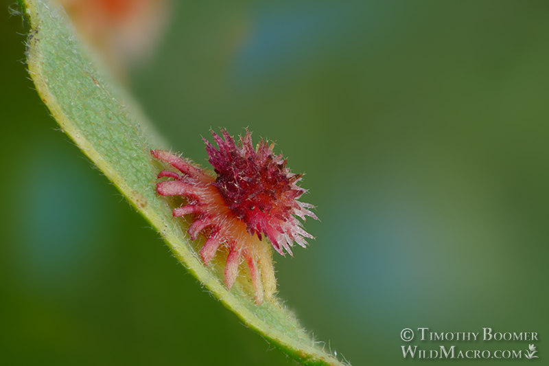 Sunburst gall wasp (Feron stellare). Sonoma County, California, USA. Stock Photo ID=GAL0079 Sunburst gall wasp (Feron stellare). Sonoma County, California, USA. Stock Photo ID=GAL0079