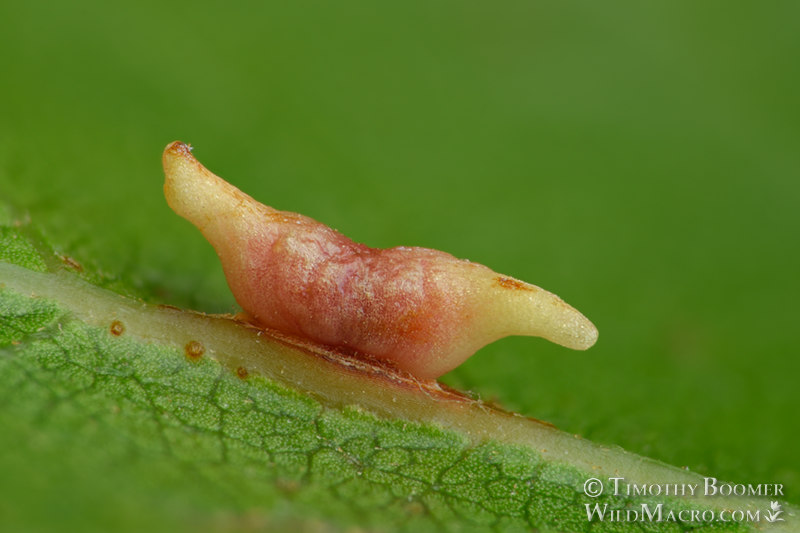 Two-horned gall wasp (Dryocosmus dubiosus). Lake Berryessa, Napa County, California, USA. Stock Photo ID=GAL0075 Two-horned gall wasp (Dryocosmus dubiosus). Lake Berryessa, Napa County, California, USA. Stock Photo ID=GAL0075
