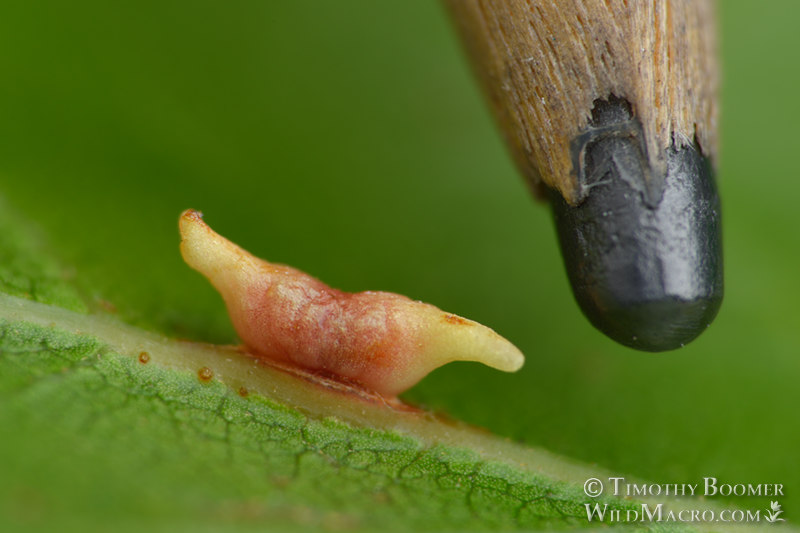 Two-horned gall wasp (Dryocosmus dubiosus). Lake Berryessa, Napa County, California, USA. Stock Photo ID=GAL0075scale Two-horned gall wasp (Dryocosmus dubiosus). Lake Berryessa, Napa County, California, USA. Stock Photo ID=GAL0075scale