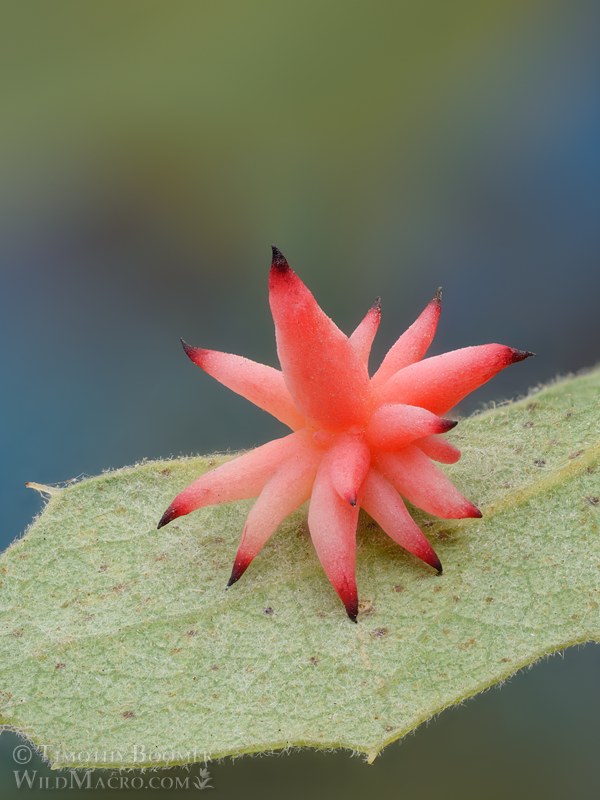 Urchin gall wasp (Antron quercusechinus).  Lake Berryessa, Napa County, California, USA.  Stock Photo ID=GAL0143