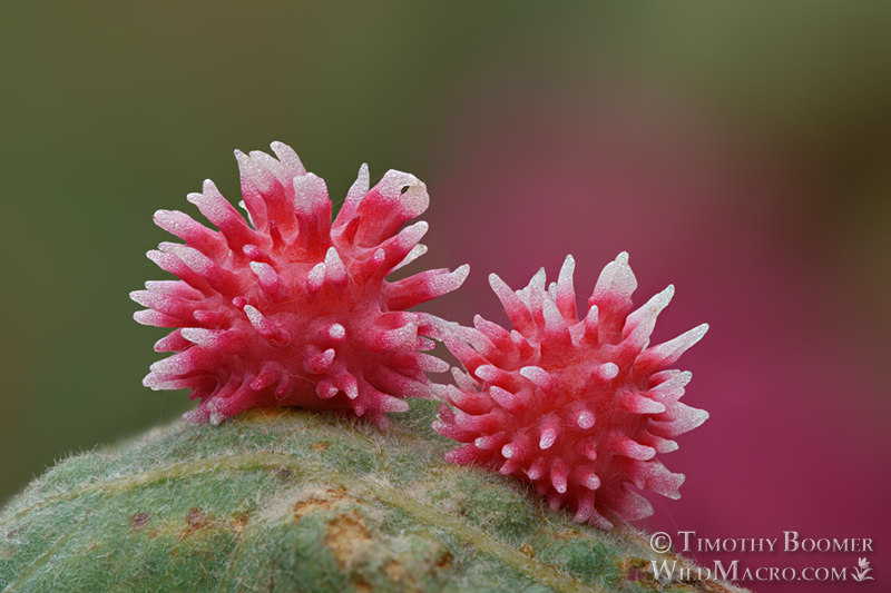 Urchin gall wasp (Cynips quercusechinus).  Solano County, California, USA.  Stock Photo ID=GAL0090