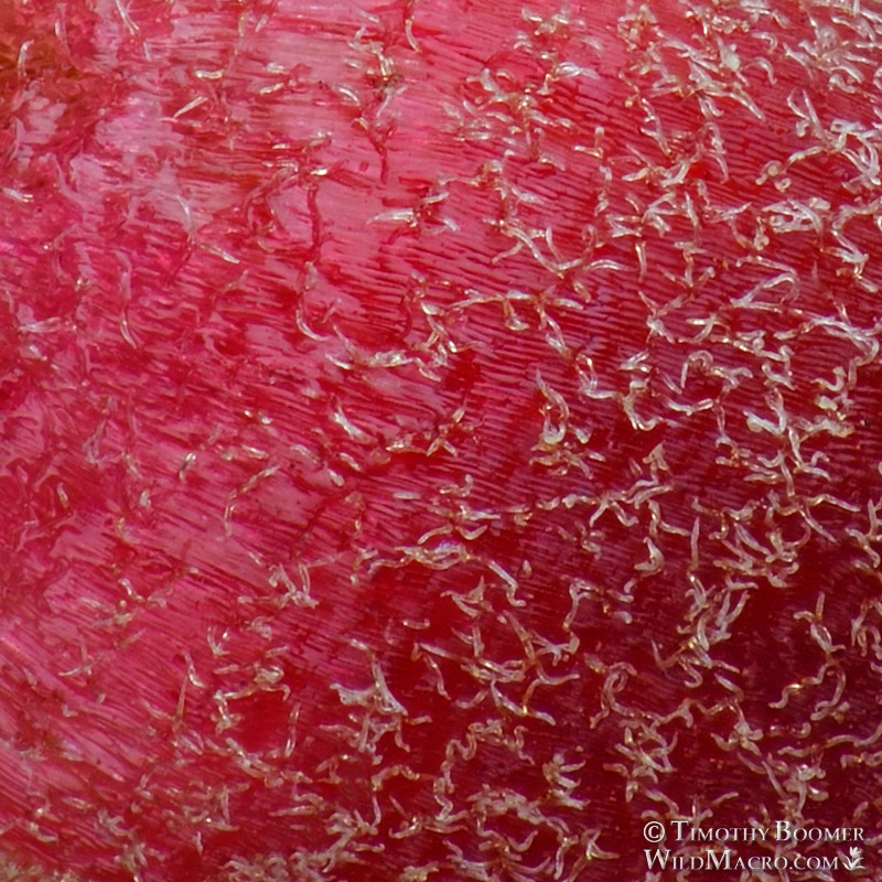 [cropped] Urn gall wasp (Phylloteras cupella).  Stebbins Cold Canyon Reserve, Solano County, California, USA.  Stock Photo ID=GAL0072